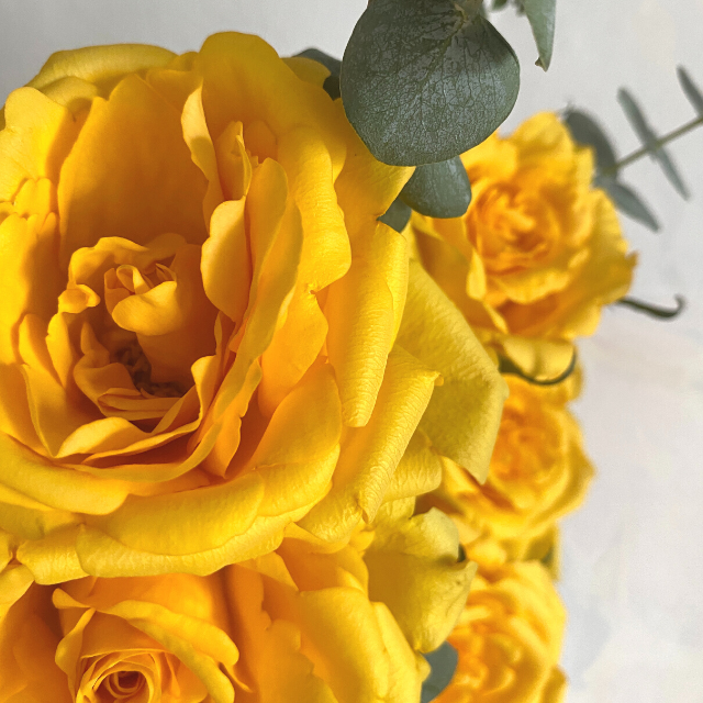 yellow roses